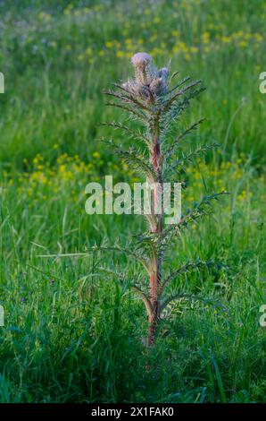 Cardo giallo, Cirsium Horridulum Foto Stock