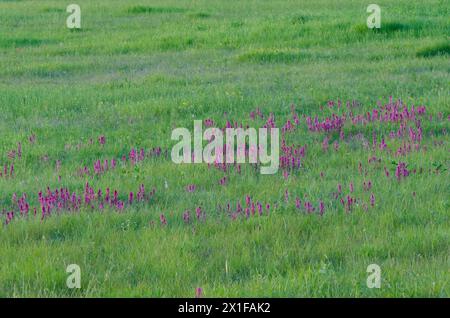 Prairie Paintbrush, Castilleja purpurea, sulla prateria Foto Stock