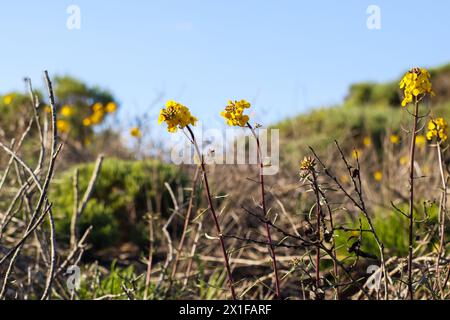 Western Wallflower (Erysimum capitatum), fiore razzo prateria, o wallflower Sanddune in fiore nel deserto, California Central Coast Foto Stock