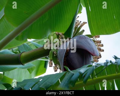 Un mucchio di banane Lady Finger che crescono su un albero nel subtropicale NSW Australia Foto Stock