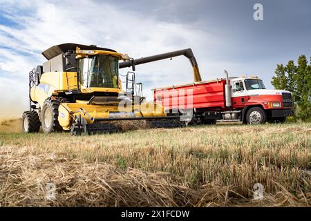 Cochrane Alberta Canada, 3 ottobre 2023: Gli agricoltori al lavoro come mietitrebbia scaricano il grano nel dumper dopo aver raccolto un campo di orzo nell'Alberta rurale. Foto Stock