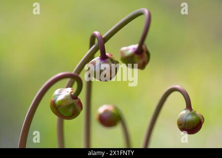 Diversi boccioli di fiori globulari di una pianta di caraffa Sarracenia x Judith Hindle su lunghi steli storti. Foto Stock