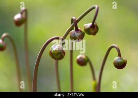 Diversi boccioli di una pianta di caraffa Sarracenia x Judith Hindle su steli lunghi e curvi, Foto Stock