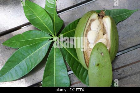 Pachira aquatica Aubl. Famiglia delle Malvaceae o Bombacaceae originaria dell'America centrale e meridionale. Comunemente noto come munguba, castane, castagne di Maranhão, l Foto Stock