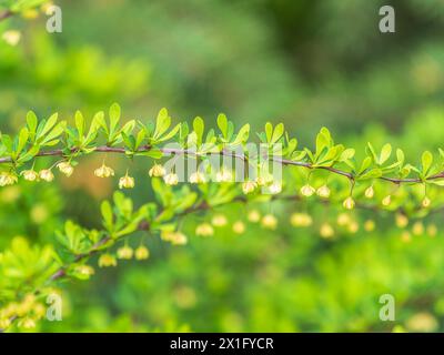 Cespuglio di barbacca in primavera con foglie verdi fresche e piccoli fiori gialli. Rami di cespugli con foglie giovani. Immagine di sfondo. Berberis, com Foto Stock