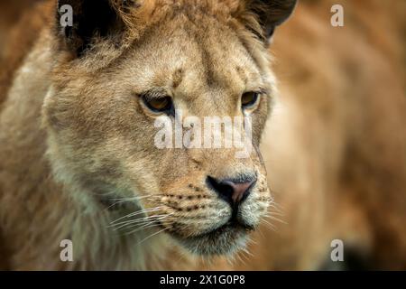 Primo piano ritratto leone. Predatori animali selvatici in ambiente naturale. Natura selvaggia Foto Stock