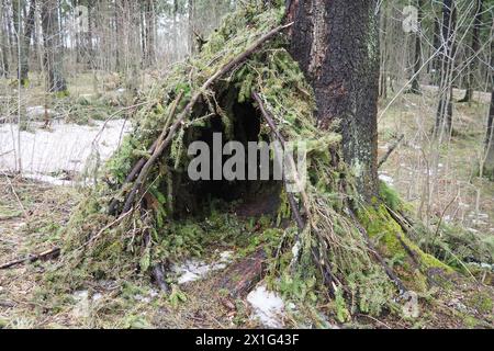 Una capanna fatta di rami di abete rosso nella foresta careliana. Una capanna è il rifugio più semplice. Si tratta di una struttura realizzata utilizzando tecnologie di tessitura da palo Foto Stock