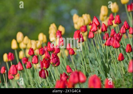 Tulipani gialli e rossi nel parco di Praga. Fioritura primaverile popolare nei giardini e nei parchi. Foto Stock