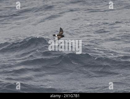 Storm-Petrel Wilson (Oceanites aceanicus), in volo nell'Oceano meridionale, Antartide, gennaio 2024 Foto Stock