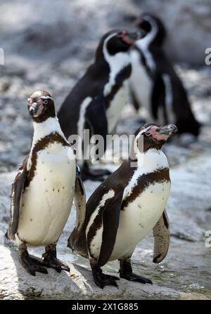 Pinguini di Humboldt nello zoo di Schoenbrunn, Vienna, il 16 aprile 2009. - 20090416 PD2831 - Rechteinfo: Diritti gestiti (RM) Foto Stock