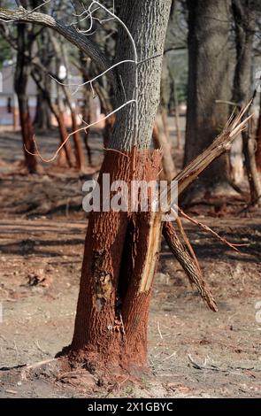 Impressioni del Devecser in Ungheria, sei mesi dopo la fuoriuscita di fanghi di allumina di Ajka, catturate il 5 aprile 2011. L'incidente industriale è stato uno dei peggiori disastri ambientali, in cui la diga di un bacino idrico è crollata e circa 700.000 metri cubi di rifiuti tossici provenienti da laghi di fango rosso si sono riversati su un'area di 40 chilometri quadrati. - 20110405 PD3866 - Rechteinfo: Diritti gestiti (RM) Foto Stock