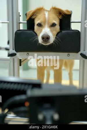 Vienna - il laboratorio Clever Dog è una società scientifica collegata all'unità di cognizione comparata presso l'Istituto di ricerca Messerli (Università di Medicina veterinaria, Università medica di Vienna, Università di Vienna). Attraverso i suoi studi cercano di scoprire di più sulle capacità di risoluzione dei problemi e apprendimento dei cani, e sulla loro percezione dell'ambiente e sulle loro relazioni con noi umani. IMMAGINE: Test Dog 'Eye Tracking' - 20120903 PD0882 - Rechteinfo: Rights Managed (RM) Foto Stock