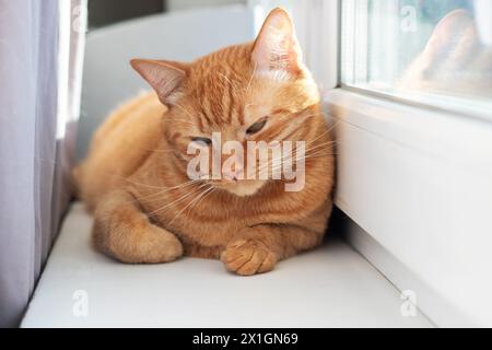 Un Felidae di piccole e medie dimensioni, il gatto arancione con pelliccia fawn si stende su un davanzale della finestra, guardando fuori dalla finestra con i suoi baffi che si contraggono in tutta comodità Foto Stock