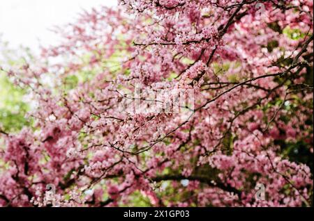 Fiori viola, albero di Giuda Cercis siliquastrum, Olimpia, Grecia. Foto Stock