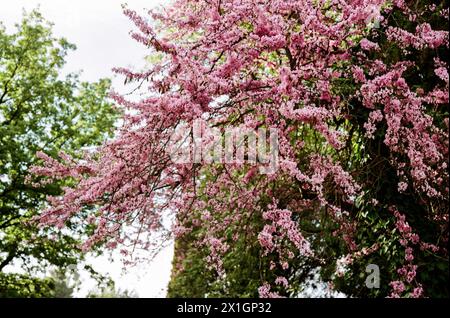 Fiori viola, albero di Giuda Cercis siliquastrum, Olimpia, Grecia. Foto Stock