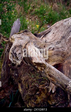 un albero caduto sulla riva del fiume Foto Stock