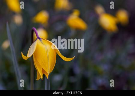 Haussiedlung mit Holzmodellen Foto Stock