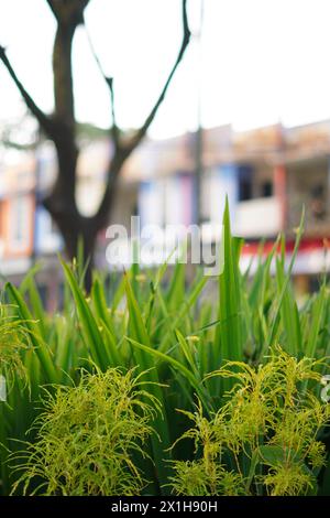 Le piante dalle forme lunghe simili all'erba sono verdi con altre piante e uno sfondo sfocato Foto Stock