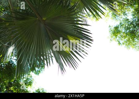 Lo sfondo è un albero verde chiaro con foglie larghe Foto Stock