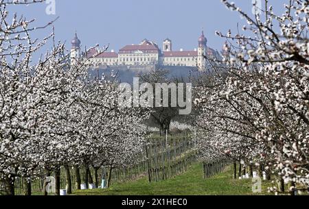 Stagione di fioritura delle albicocche, come si vede nei pressi di Krems-Angern, nella regione di Wachau, nella bassa Austria. I soleggiati paesaggi culturali del sito patrimonio dell'umanità di Wachau sono stati riconosciuti come il luogo ufficiale di origine dell'albicocca di Wachau. Krems, Austria, 24 marzo 2019. - 20190324 PD1715 - Rechteinfo: Diritti gestiti (RM) Foto Stock