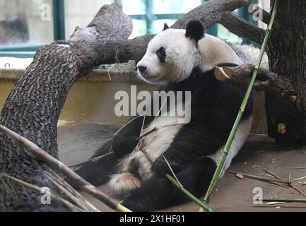 Yuan Yuan, panda gigante cinese, allo zoo di Vienna (Tiergarten Schönbrunn) a Vienna, Austria, il 20 maggio 2019. - 20190520 PD2417 - Rechteinfo: Diritti gestiti (RM) Foto Stock