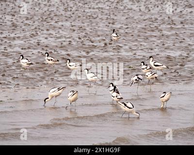 Gruppo di avoceti pied che si nutrono in acque poco profonde sul Mare di Wadden vicino a Den Oever, Olanda settentrionale, Paesi Bassi Foto Stock