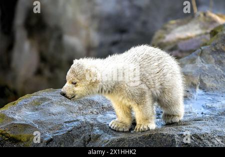 Un cucciolo di orso polare esplora il suo recinto all'aperto durante la sua prima apparizione pubblica allo zoo Schoenbrunn di Vienna, in Austria, il 13 febbraio 2020. Il cucciolo di orso ancora senza nome è nato il 9 novembre 2019. - 20200213 PD1575 - Rechteinfo: Diritti gestiti (RM) Foto Stock