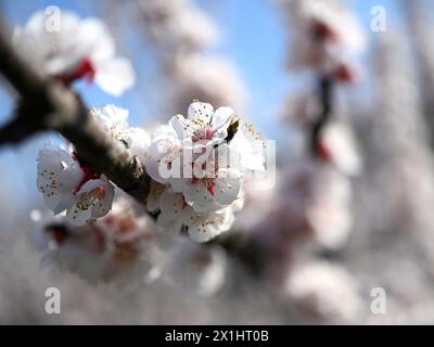 Stagione di fioritura delle albicocche come si vede a Spitz a.d. Donau, nella regione di Wachau, nella bassa Austria. I soleggiati paesaggi culturali del sito patrimonio dell'umanità di Wachau sono stati riconosciuti come il luogo ufficiale di origine dell'albicocca di Wachau. Krems, Austria, 22 marzo 2023. - 20230322 PD2891 - Rechteinfo: Diritti gestiti (RM) Foto Stock