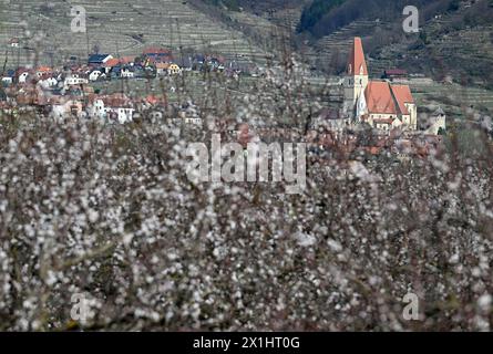 Stagione di fioritura delle albicocche come si vede a Spitz a.d. Donau, nella regione di Wachau, nella bassa Austria. I soleggiati paesaggi culturali del sito patrimonio dell'umanità di Wachau sono stati riconosciuti come il luogo ufficiale di origine dell'albicocca di Wachau. Krems, Austria, 22 marzo 2023. - 20230322 PD2899 - Rechteinfo: Diritti gestiti (RM) Foto Stock