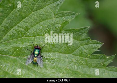 bottiglia verde lucillia sericata, soffiare brillante colore verde metallizzato blu o dorato marcature nere setole sparse ali chiare occhi rossi marroni Foto Stock