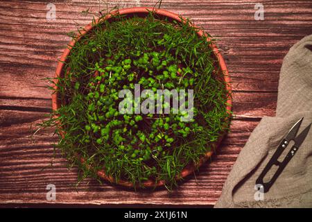 Diversi tipi di microgreen Vista dall'alto ravvicinata. I germogli di semi sono verdi. Vitamine. Supercibo. Foto Stock