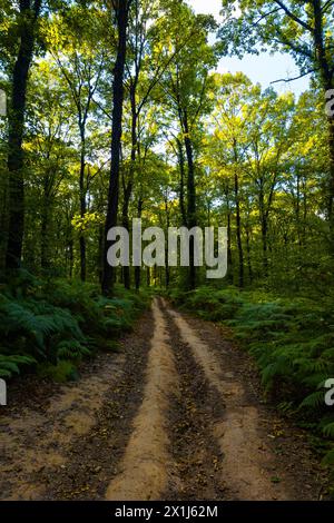 Strada sterrata o sentiero nella foresta al tramonto. Foto di sfondo di luoghi remoti o strade di campagna. Foto Stock
