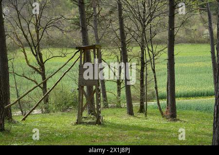 Il cervo di un cacciatore sta in primavera nella foresta in Svizzera. Campo di colza sullo sfondo. Foto Stock