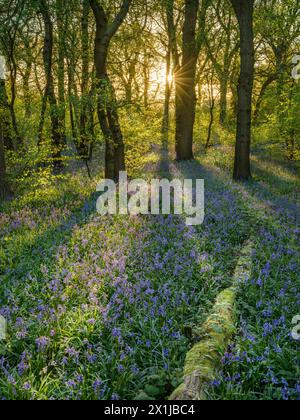 Giorno di matrimonio 17 aprile 2024 - in una splendida mattina primaverile, le albe dietro gli alberi di nocciola e biancospino illuminano un tappeto di campanelli nell'antico bosco di Hagbourne Copse nel Wiltshire. Crediti: Terry Mathews/Alamy Live News Foto Stock