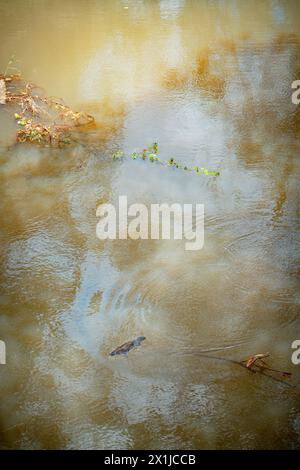 Wild Platypus nuoto nel fiume torbido di Atherton Tablelands, Queensland, Australia Foto Stock