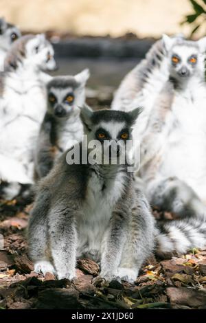 Un gruppo di lemuri accoccolati, lemure dalla coda ad anello, Lemur catta Foto Stock