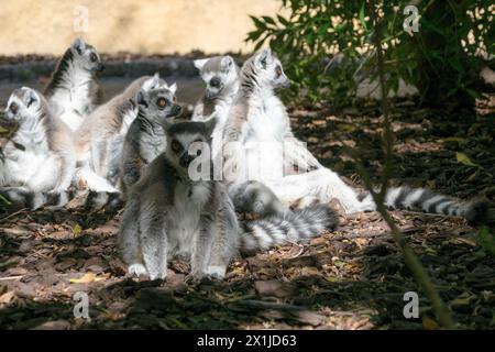 Gruppo di lemuri dalla coda ad anello seduti a guardare la telecamera Foto Stock