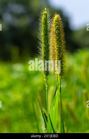 Setaria cresce nel campo in natura. Foto Stock