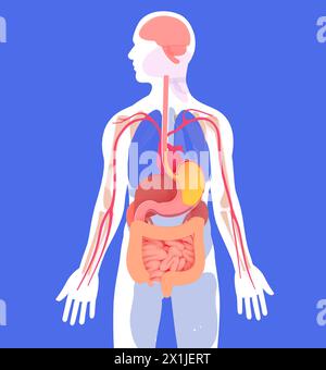 Illustrazione anatomica 3D del sistema digerente umano. Su una silhouette umana e organi interni in colori piatti. Visto dal fronte. Foto Stock