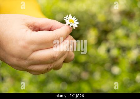 Bambino, felice ragazza romantica che tiene in mano un fiore di camomilla su un prato verde illuminato dal sole nel cuore della natura, che succhia petali, mi ama, non mi ama, Happy chi Foto Stock