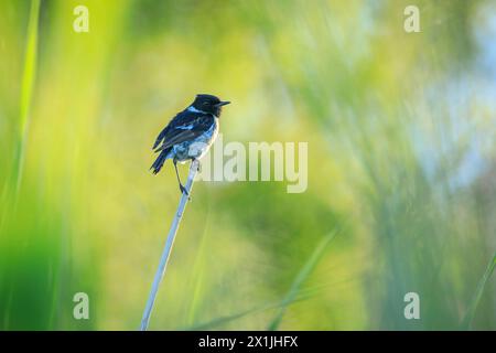 Stonechat, Saxicola rubicola, canti da vicino degli uccelli al sole del mattino Foto Stock