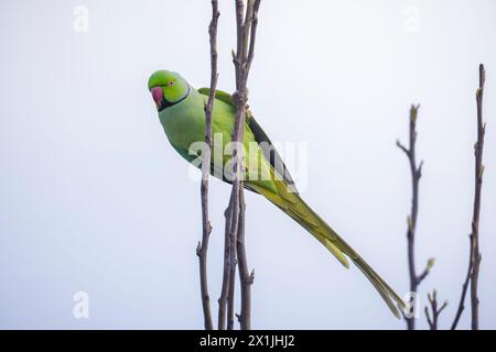 Primo piano di un parakeet rosato, Psittacula krameri, noto anche come parakeet a collo d'anello. Foto Stock