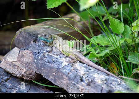 Lucertola verde nera, lacerta schreiberi arroccata su un tronco. Spagna. Foto Stock