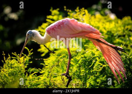 Roseate spoonbill Platalea ajaja è un Gregario trampolieri dell'ibis e la spatola la famiglia Threskiornithidae. Foto Stock