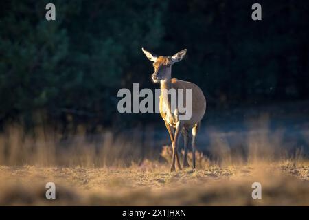Femmina rosso cervo doe o hind Cervus elaphus in un prato con erica viola di fronte a una foresta in una giornata di sole. Foto Stock