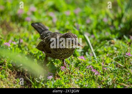 Ci sono diverse sottospecie di uccelli neri nella sua vasta area di espansione, tra cui alcune sottospecie provenienti dall'Asia sono considerate da alcuni autori come fughe complete Foto Stock