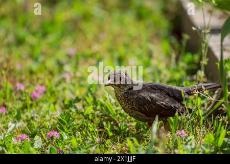 Il blackbird femminile ha un piumaggio marrone, i cui toni variano da un individuo all'altro, presentando aree più scure Foto Stock