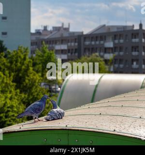 Corteggiamento di due piccioni, corteggiamento dei piccioni in città, piccioni nella città illuminata dal sole Foto Stock