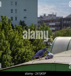 Corteggiamento di due piccioni, corteggiamento dei piccioni in città, piccioni nella città illuminata dal sole, Columba Foto Stock