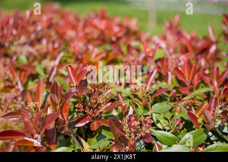 Dettaglio di una siepe Nandina domestica, foglie rosse e verdi su un ramo di cespuglio, sfondo naturale colorato di foglie, Foto Stock
